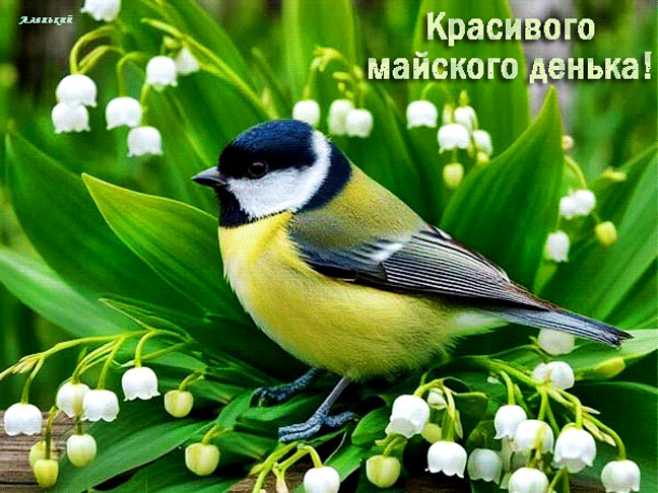 Красивого майского денька !