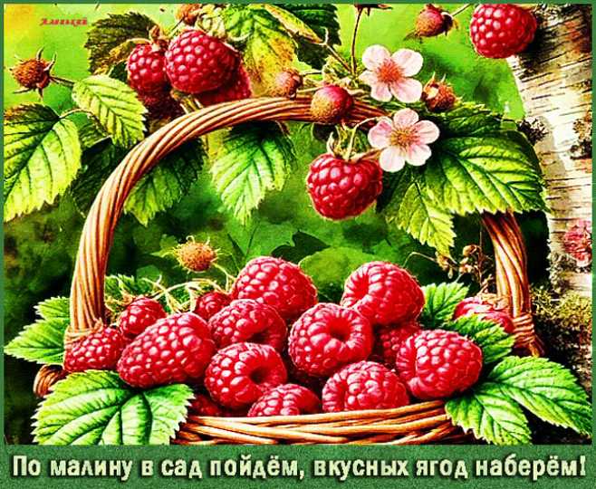 По малину в сад пойдём,вкусных ягод наберём !