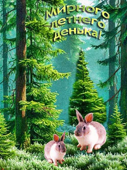 Мирного летнего денька !