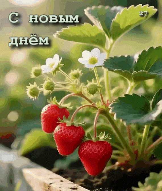 С Новым Днём !  Gif анимация