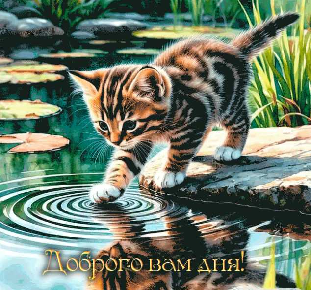 Котёнок на водопое – Доброго Вам дня !