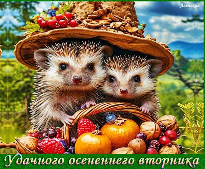 Удачного осеннего вторника !