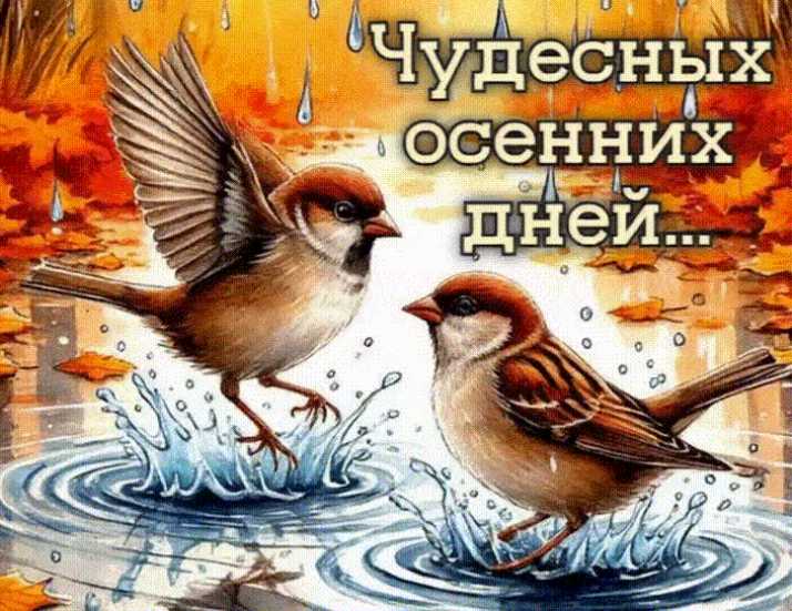Картинки доброго дня ! gif открытка