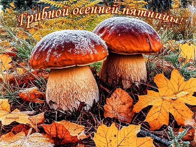 Грибной осенней пятницы !