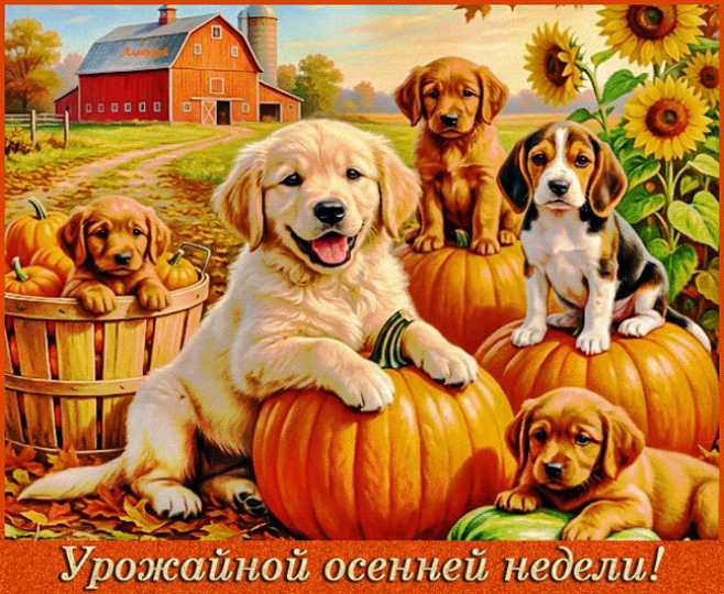 Урожайной осенней недели !
